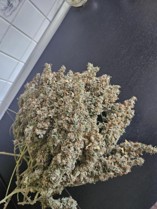 Sticky Brokkoli Zamnesia Eternity Cup. Week 17