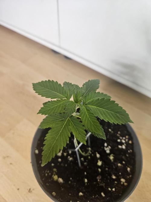 Permanent Bluez Izi Seeds. Week 1