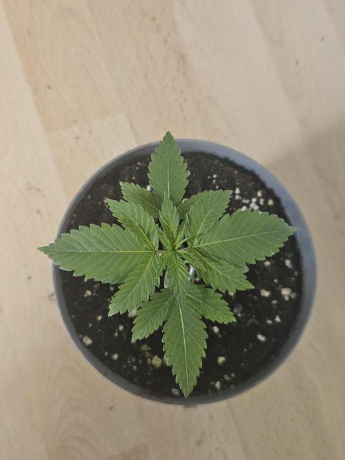 Permanent Bluez Izi Seeds. Week 1