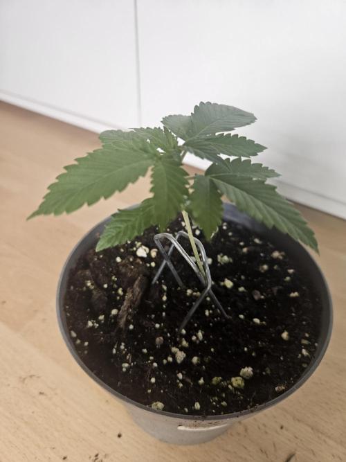 Permanent Bluez Izi Seeds. Week 1