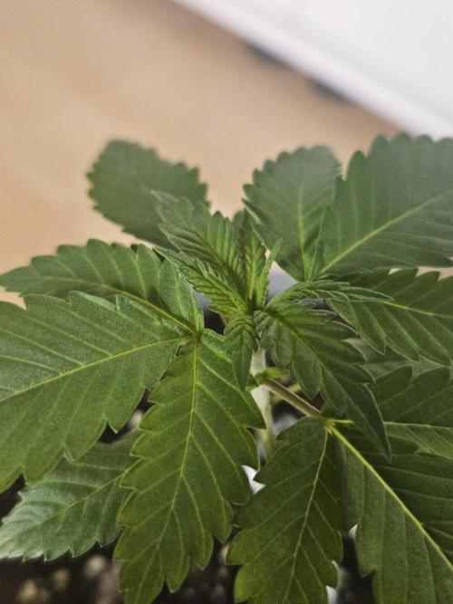 Permanent Bluez Izi Seeds. Week 1