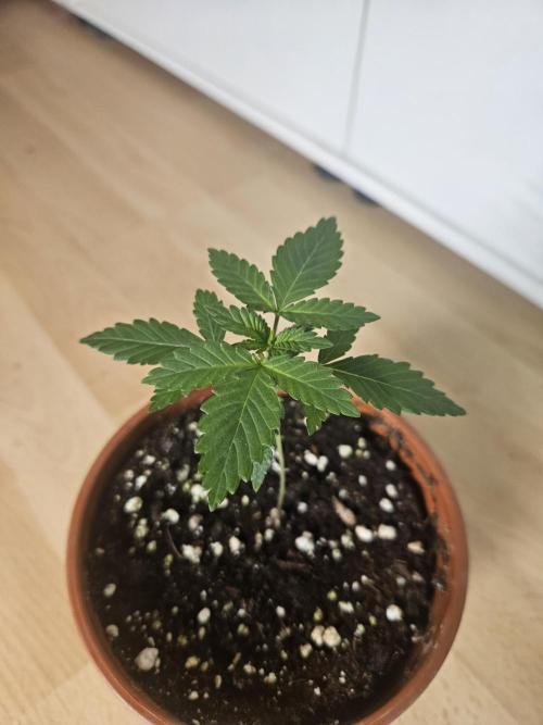 The gassy one SuperSativaSeedClub. Week 1