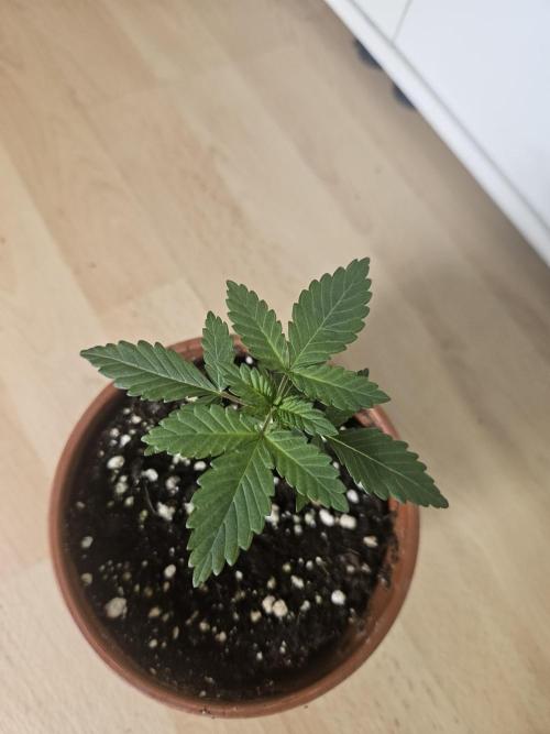 The gassy one SuperSativaSeedClub. Week 1