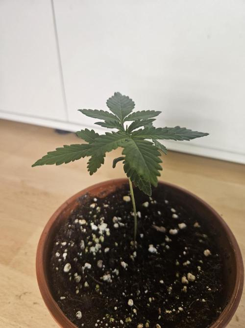 The gassy one SuperSativaSeedClub. Week 1