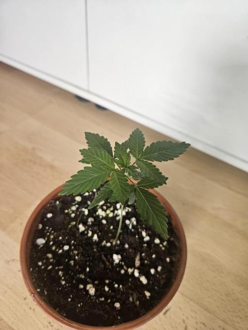 The gassy one SuperSativaSeedClub. Week 1