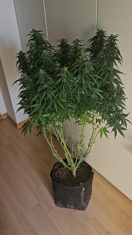OG Kush Auto Autoseeds