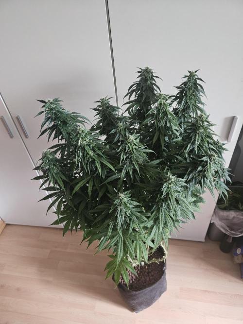 OG Kush Auto Autoseeds. Week 10