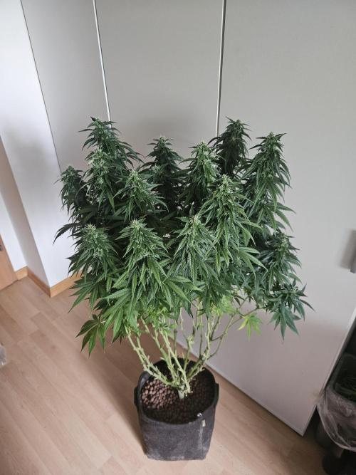 OG Kush Auto Autoseeds. Week 10