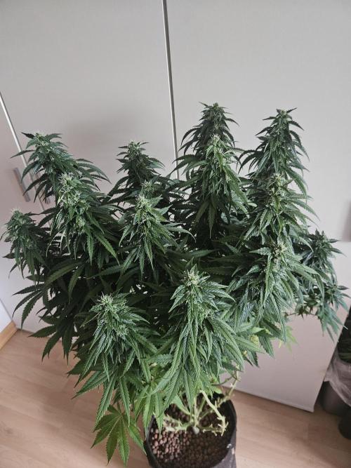 OG Kush Auto Autoseeds. Week 10
