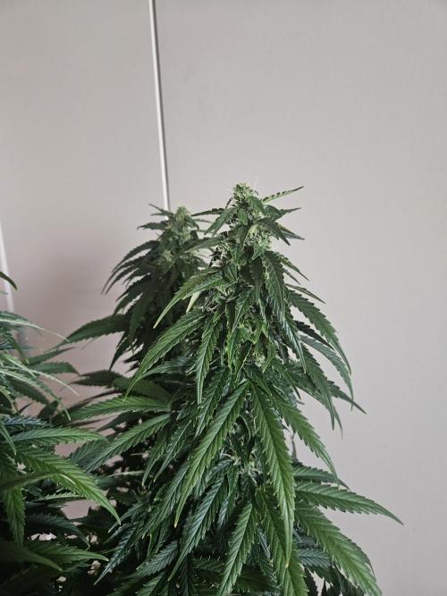 OG Kush Auto Autoseeds. Week 10