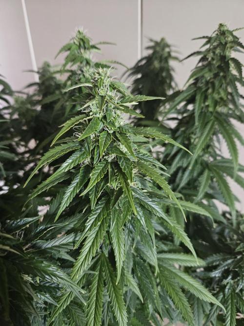 OG Kush Auto Autoseeds. Week 10