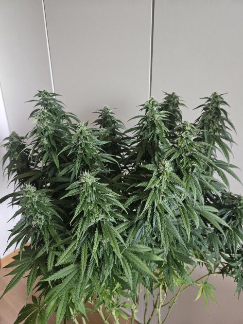 OG Kush Auto Autoseeds. Week 10