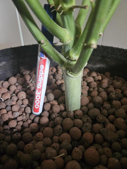 OG Kush Auto Autoseeds. Week 10