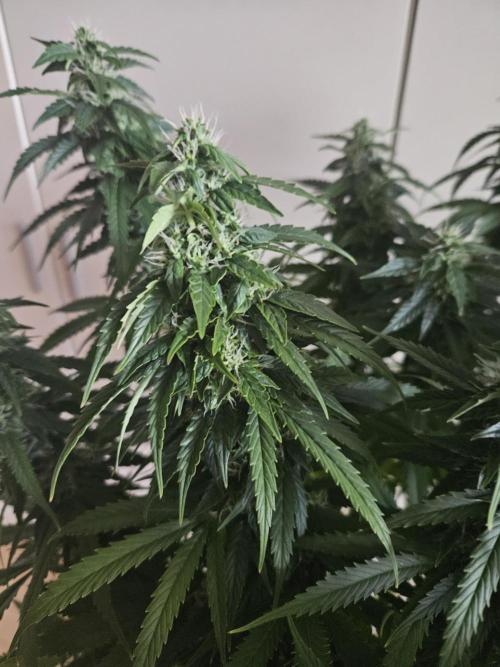 OG Kush Auto Autoseeds. Week 10