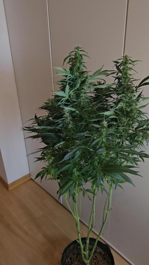 Zoapaya Auto Orginalsensibleseeds