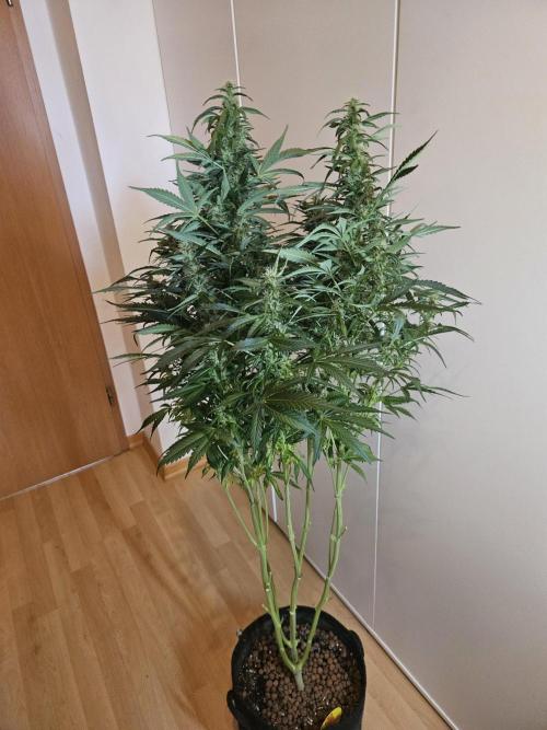 Zoapaya Auto Orginalsensibleseeds. Week 8