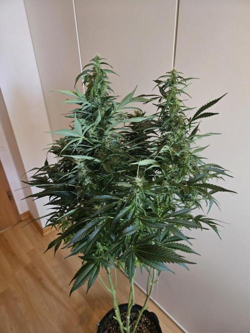 Zoapaya Auto Orginalsensibleseeds. Week 8