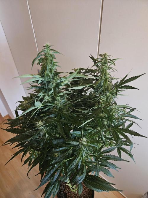 Zoapaya Auto Orginalsensibleseeds. Week 8