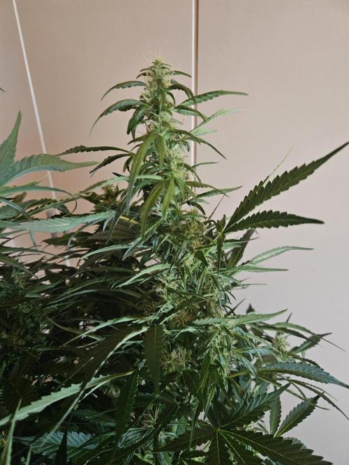 Zoapaya Auto Orginalsensibleseeds. Week 8