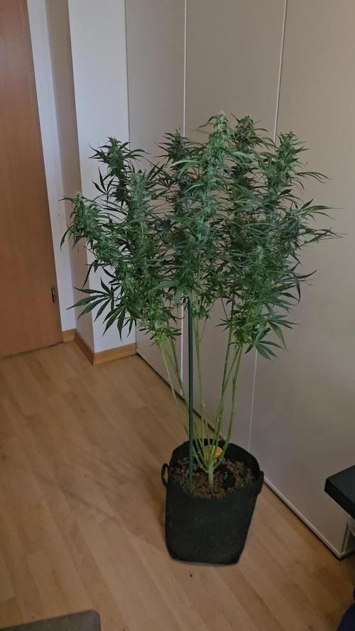 FumePop Auto Orginalsensibleseeds