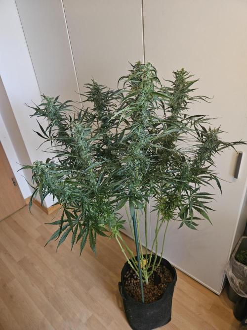 FumePop Auto Orginalsensibleseeds. Week 8