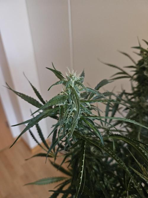 FumePop Auto Orginalsensibleseeds. Week 8