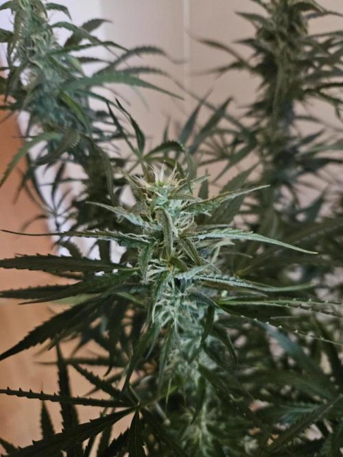 FumePop Auto Orginalsensibleseeds. Week 8
