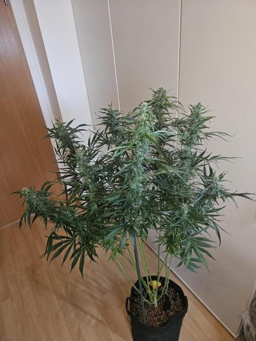 FumePop Auto Orginalsensibleseeds. Week 8
