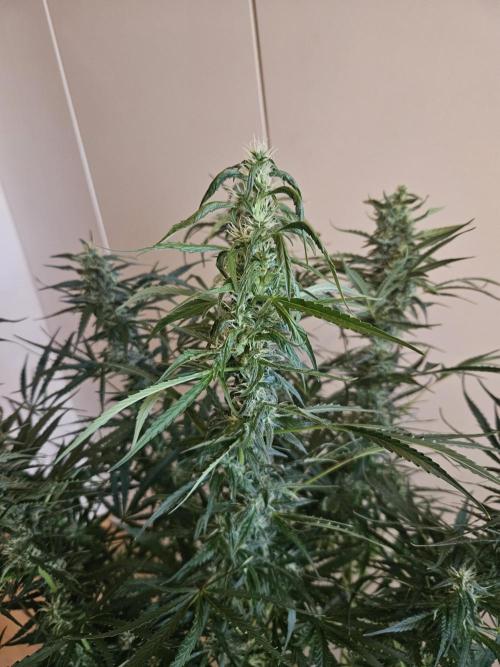 FumePop Auto Orginalsensibleseeds. Week 8
