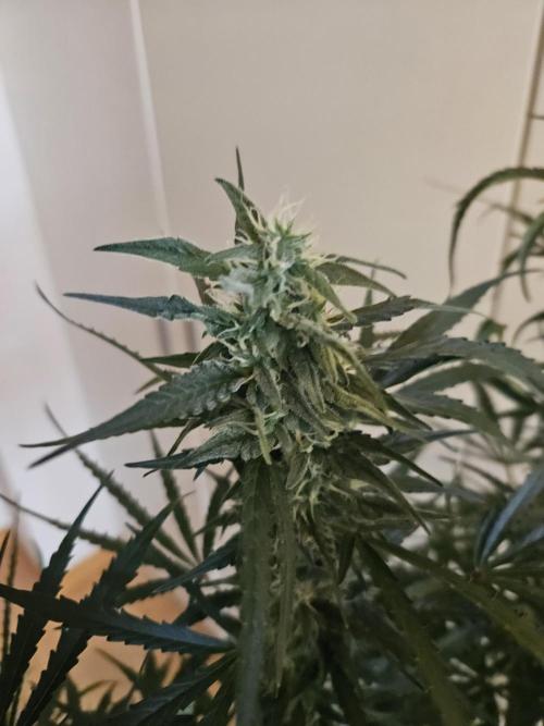 FumePop Auto Orginalsensibleseeds. Week 8