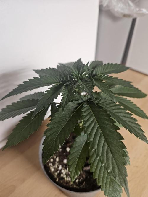 Permanent Bluez Izi Seeds. Week 2