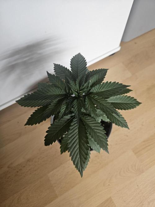 Permanent Bluez Izi Seeds. Week 2