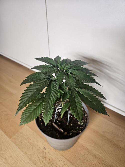 Permanent Bluez Izi Seeds. Week 2