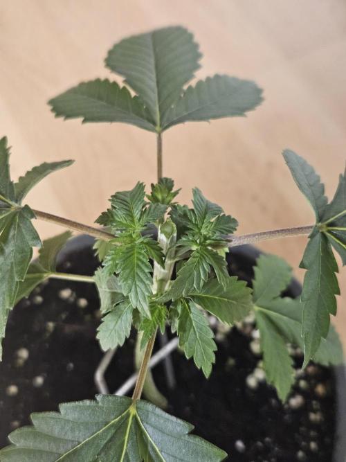 Permanent Bluez Izi Seeds. Week 2