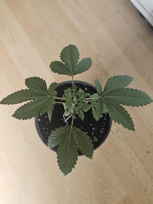 Permanent Bluez Izi Seeds. Week 2