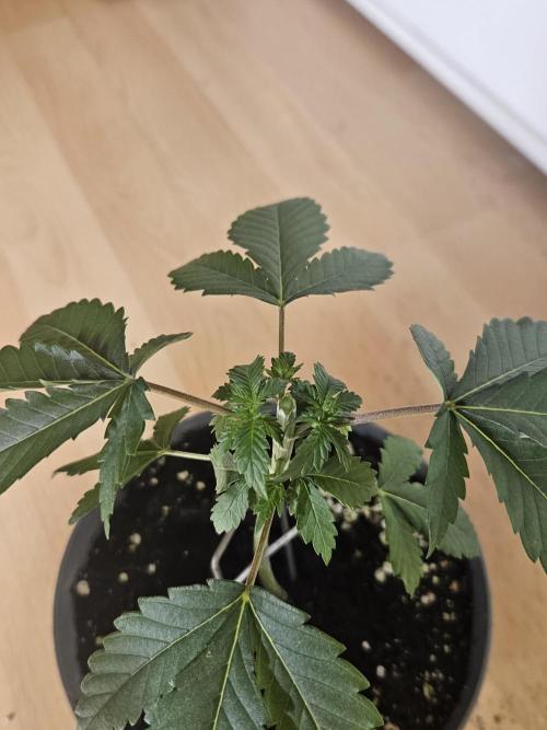 Permanent Bluez Izi Seeds. Week 2
