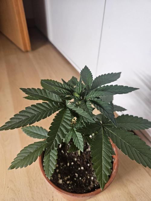The gassy one SuperSativaSeedClub. Week 2