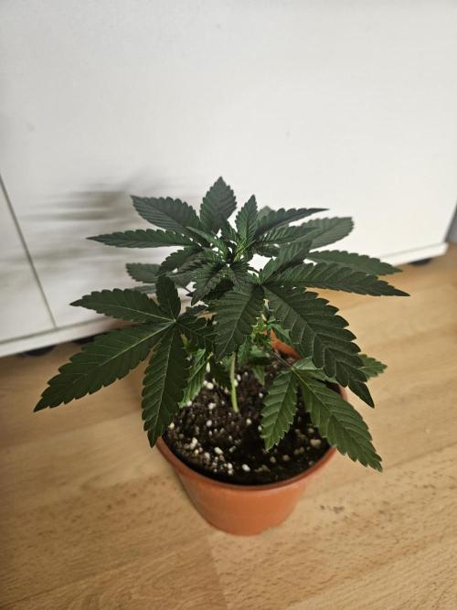The gassy one SuperSativaSeedClub. Week 2