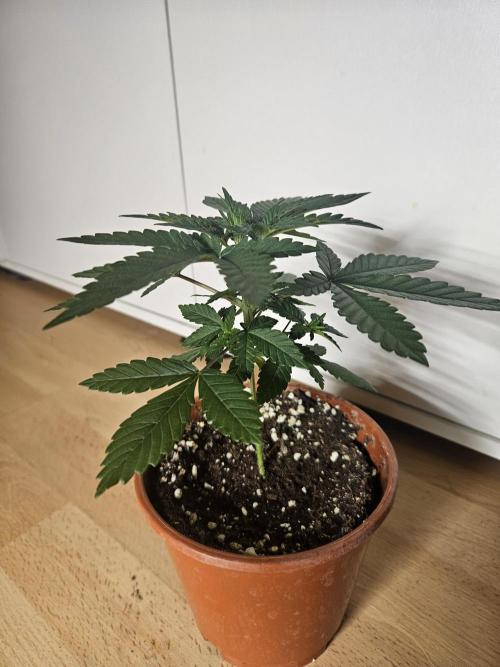 The gassy one SuperSativaSeedClub. Week 2