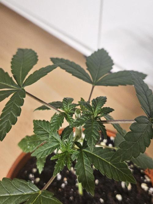 The gassy one SuperSativaSeedClub. Week 2