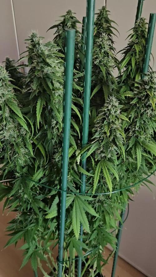 OG Kush Auto Autoseeds