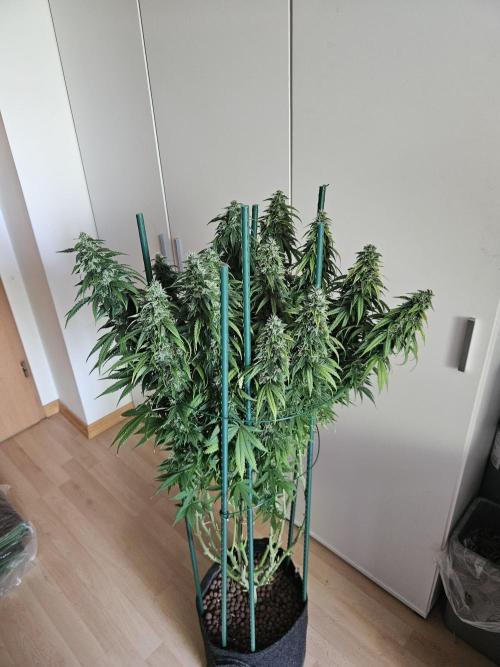 OG Kush Auto Autoseeds. Week 11