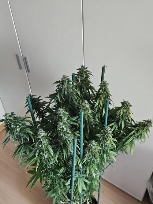 OG Kush Auto Autoseeds. Week 11