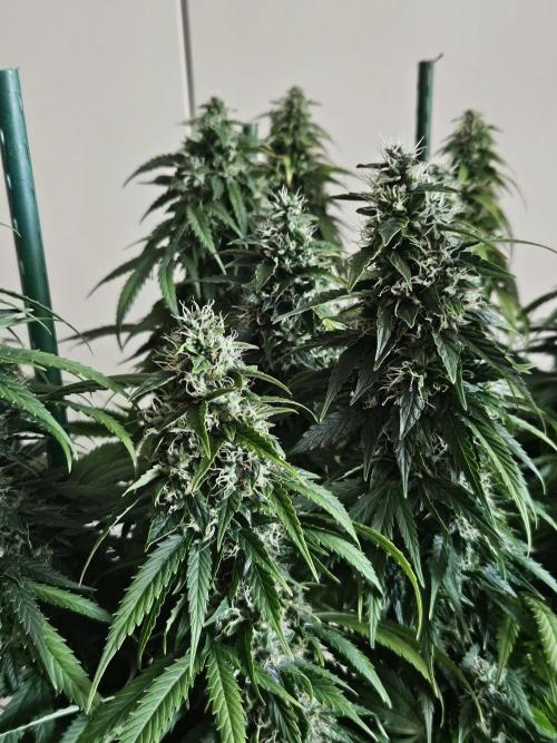 OG Kush Auto Autoseeds. Week 11