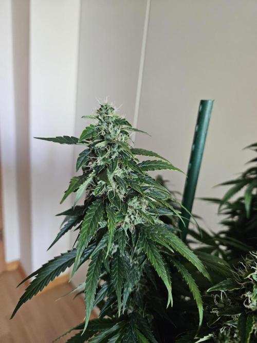 OG Kush Auto Autoseeds. Week 11