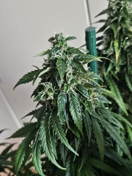OG Kush Auto Autoseeds. Week 11