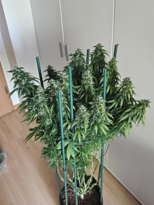 OG Kush Auto Autoseeds. Week 11