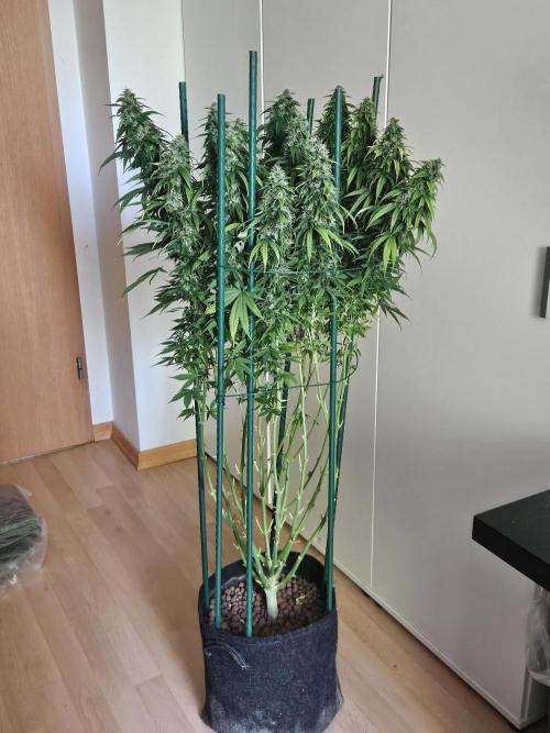 OG Kush Auto Autoseeds. Week 11