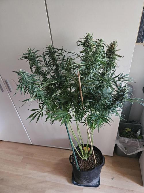 FumePop Auto Orginalsensibleseeds. Week 9