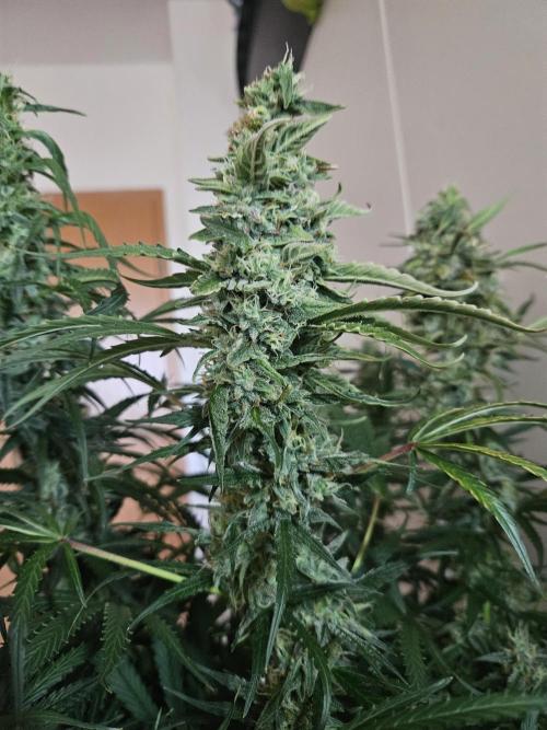 FumePop Auto Orginalsensibleseeds. Week 9